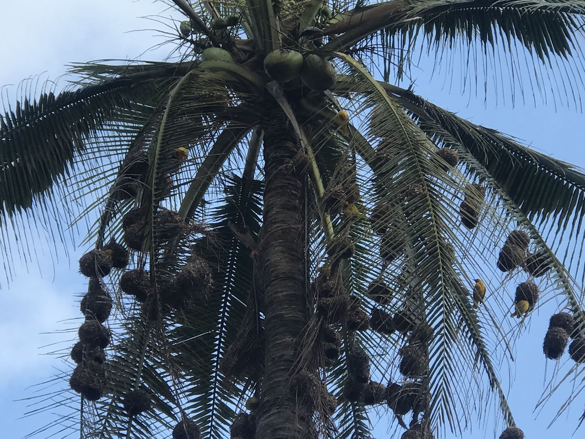 Zanzibar Dream 3*